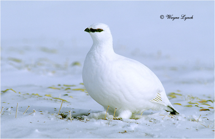 Rock Ptarmigan 103 by Dr. Wayne Lynch &copy;