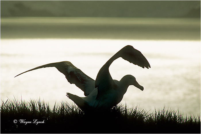Wandering Albatross 101 by Dr. Wayne Lynch &copy;