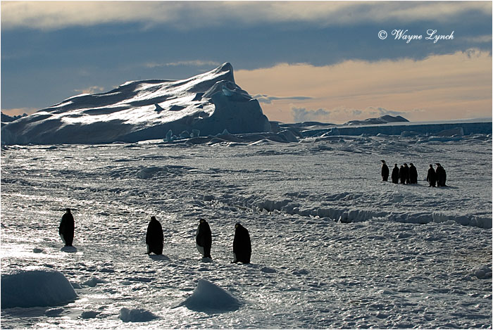 Emperor Penguin 137