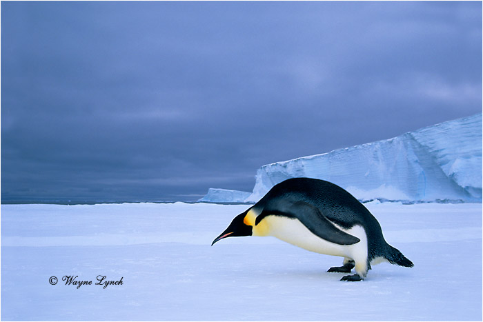 Emperor Penguin 107 by Dr. Wayne Lynch &copy;