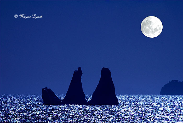 Antarctic Iceberg 103 by Dr. Wayne Lynch &copy;