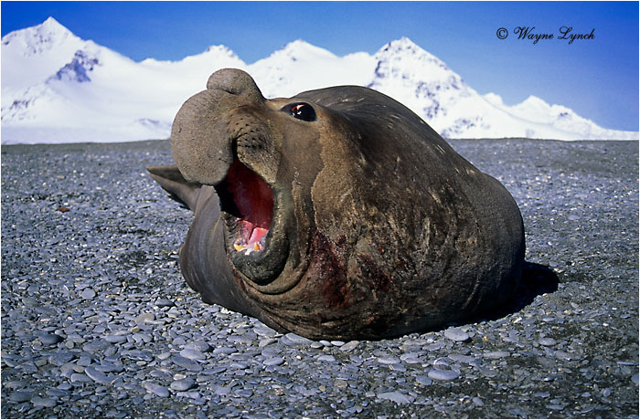 Southern Elephant Seal 102 by Dr. Wayne Lynch &copy;