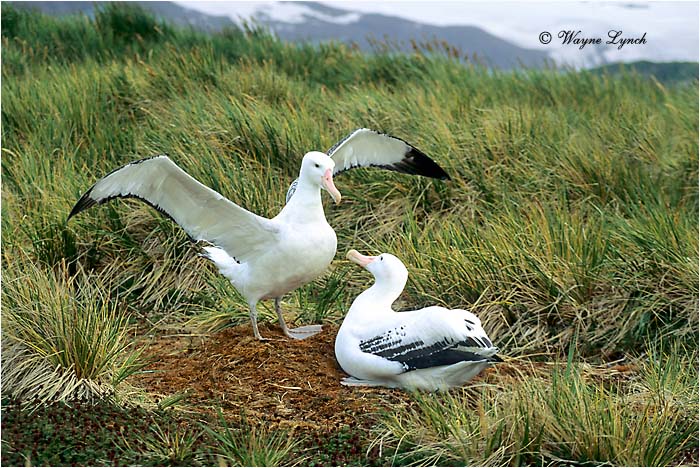 Wandering Albatross 102  by Dr. Wayne Lynch &copy;
