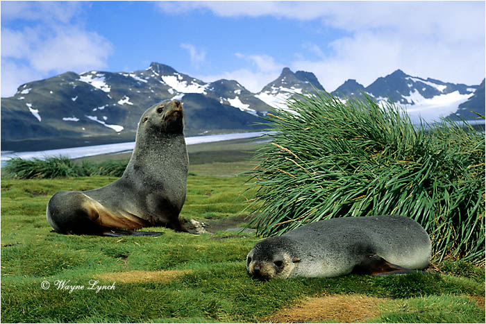 Antarctic Fur Seal 103 by Dr. Wayne Lynch &copy;