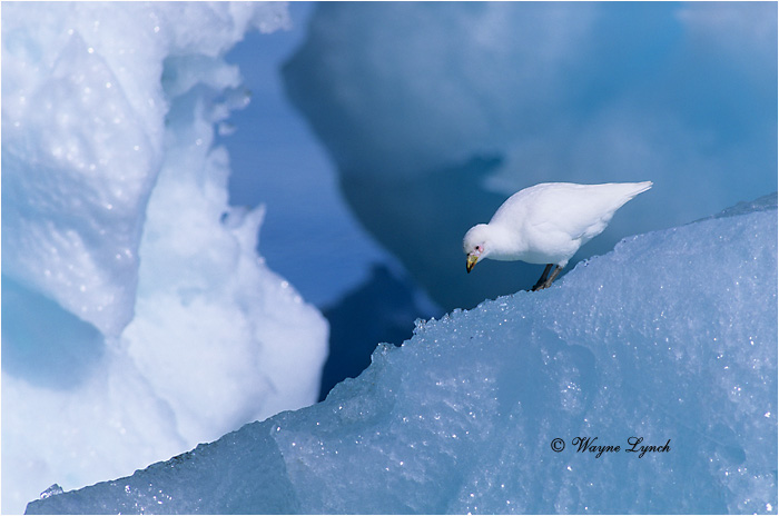Snowy Sheathbill 102  by Dr. Wayne Lynch &copy;
