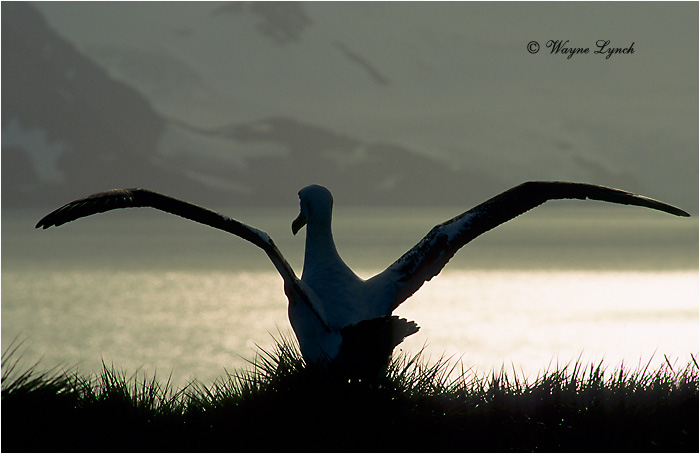 Wandering Albatross 103  by Dr. Wayne Lynch &copy;