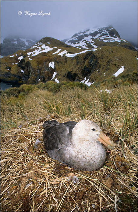 Southern Giant Petrel 101 by Dr. Wayne Lynch &copy;