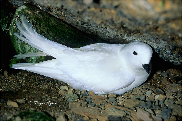 Snow Petrel 101  by Dr. Wayne Lynch &copy;