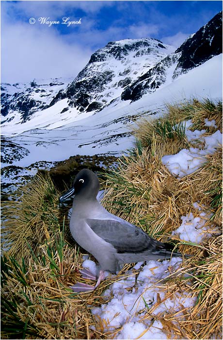 Light-mantled Sooty Albatross 101 by Dr. Wayne Lynch &copy;