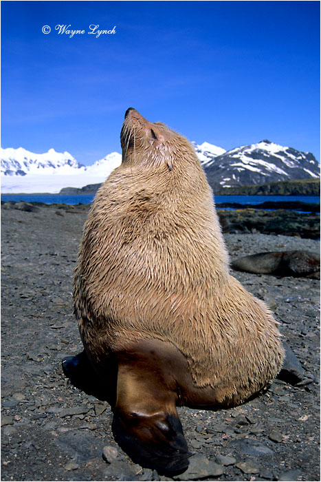 Antarctic Fur Seal 105 by Dr. Wayne Lynch &copy;
