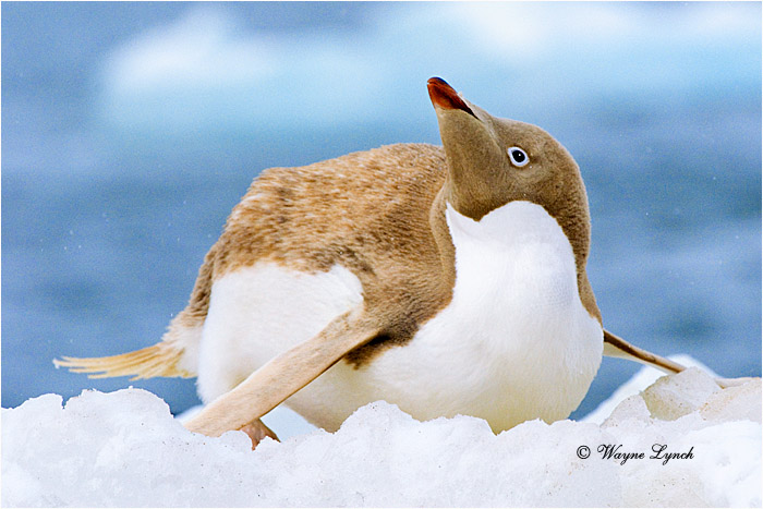 Adelie Penguin (Isabelline) 106 by Dr. Wayne Lynch &copy;
