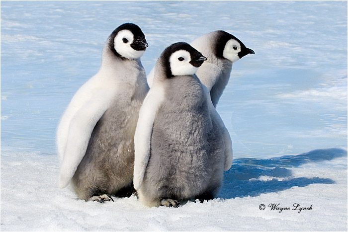 Emperor Penguin 150  by Dr. Wayne Lynch &copy;