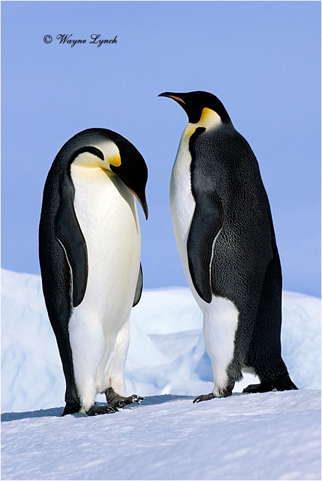 Emperor Penguin 143 by Dr. Wayne Lynch &copy;