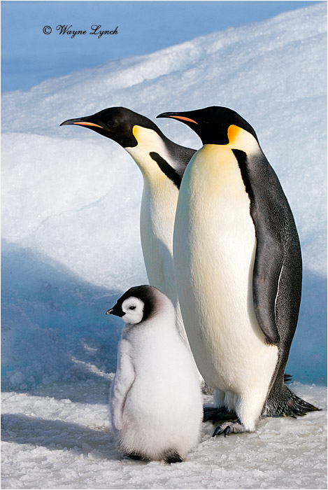 Emperor Penguin 148 by Dr. Wayne Lynch &copy;