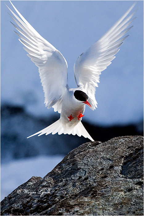 Antarctic Tern 101  by Dr. Wayne Lynch &copy;