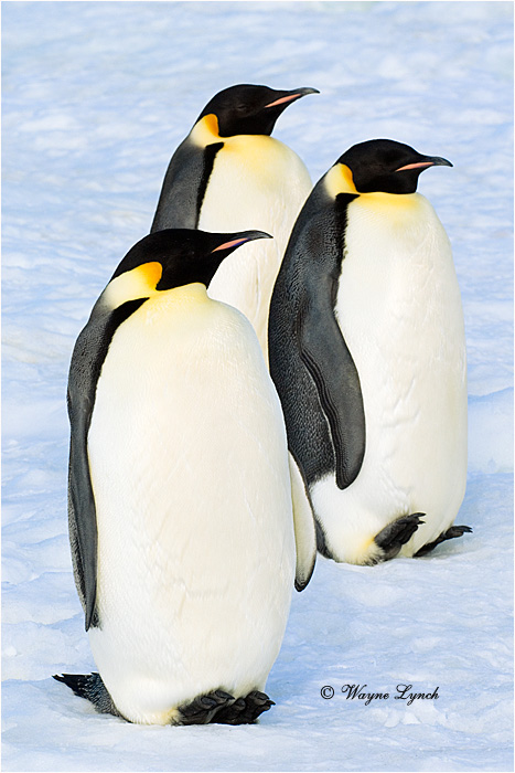 Emperor Penguin 155 by Dr. Wayne Lynch &copy;