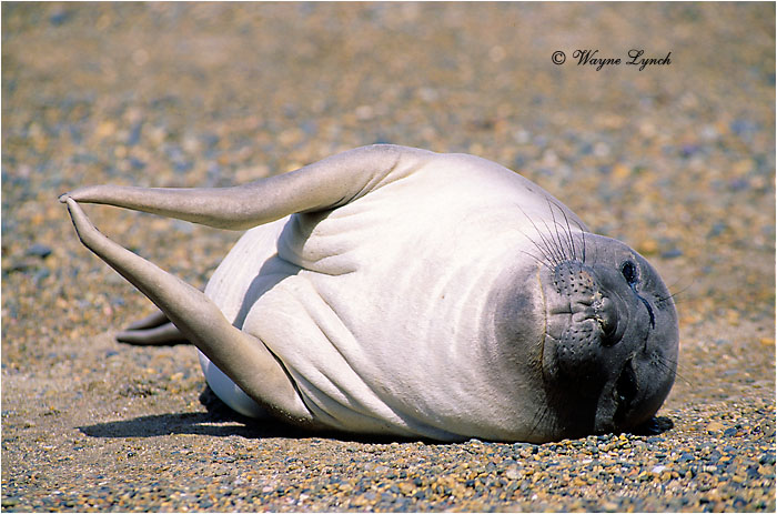Southern Elephant Seal Pup 106 by Dr. Wayne Lynch &copy;