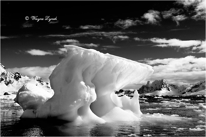 Paradise Bay Antarctic Peninsula 108 BW  by Dr. Wayne Lynch &copy;
