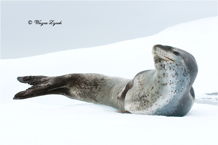 Leopard Seal 107 by Dr. Wayne Lynch &copy;