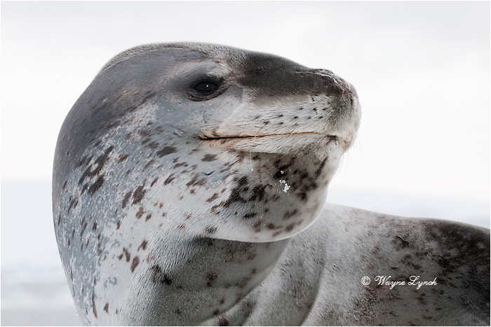 Leopard Seal 106 by Dr. Wayne Lynch &copy;