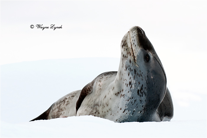 Leopard Seal 102 by Dr. Wayne Lynch &copy;