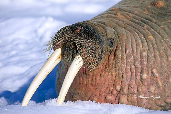 Atlantic Walrus 102 by Wayne Lynch &copy;