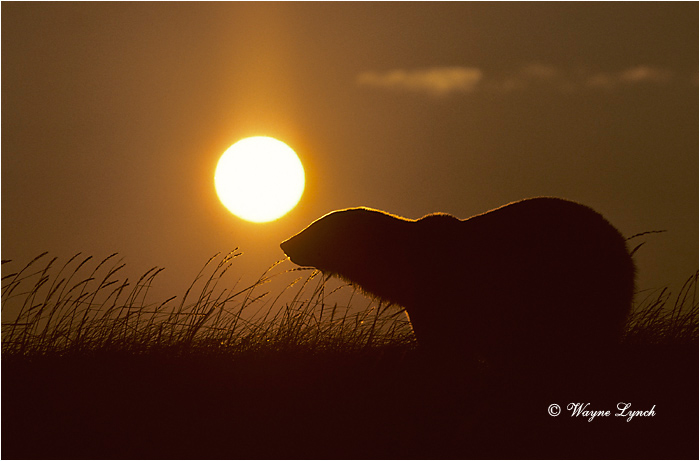 Polar Bear 112 by Wayne Lynch &copy;