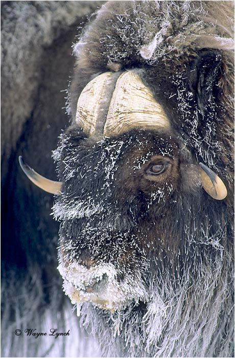 Muskox 105 by Wayne Lynch &copy;