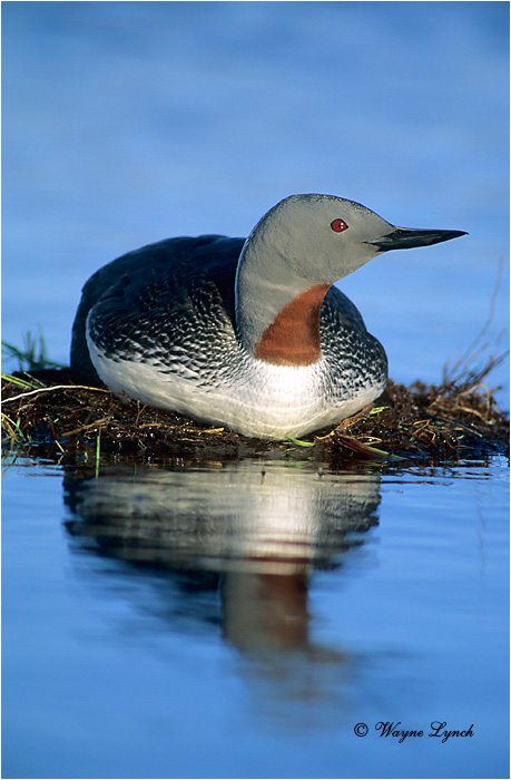 Red throated Loon 101 by Wayne Lynch &copy;