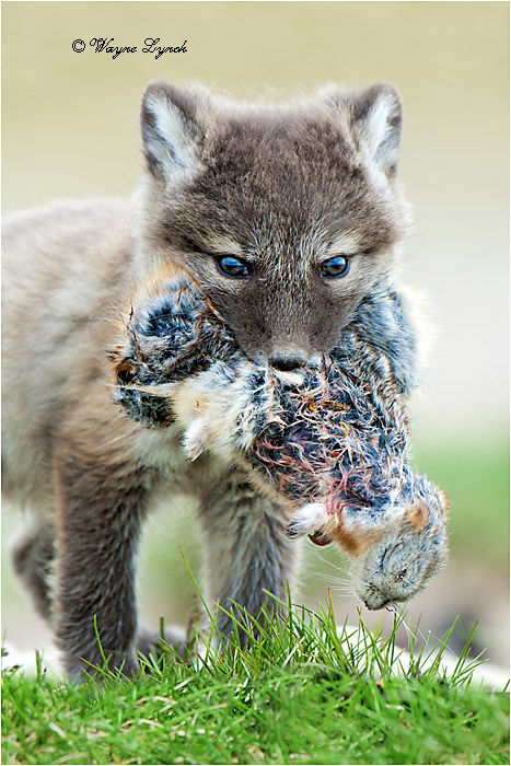 Arctic Fox Pup with Lemmings 138 by Dr. Wayne Lynch &copy;