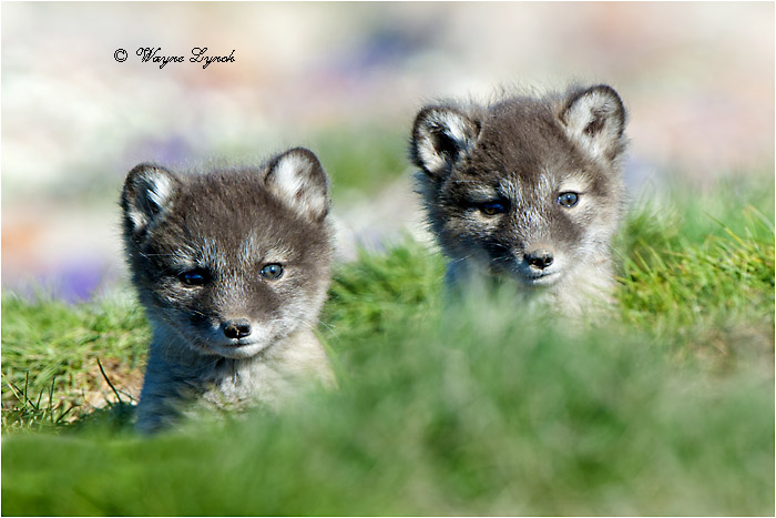 Arctic Fox Pups 136 by Dr. Wayne Lynch &copy;