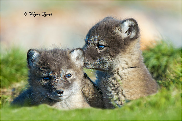 Arctic Fox Pups 135 by Dr. Wayne Lynch &copy;