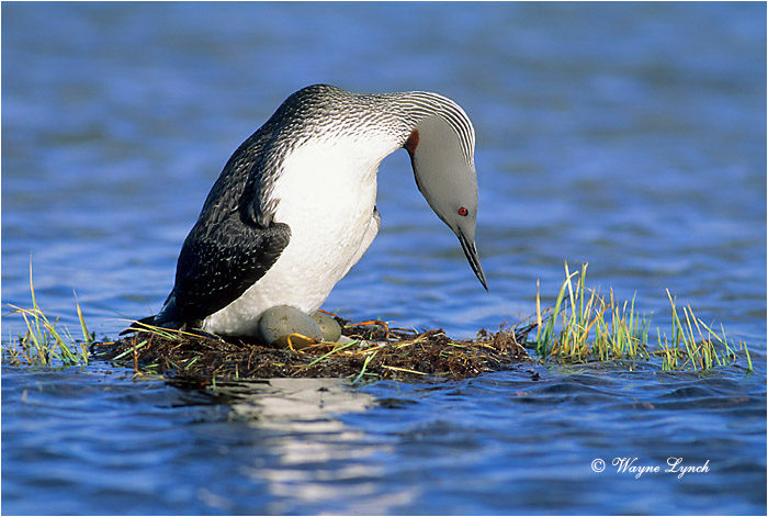 Red throated Loon 102 by Wayne Lynch &copy;