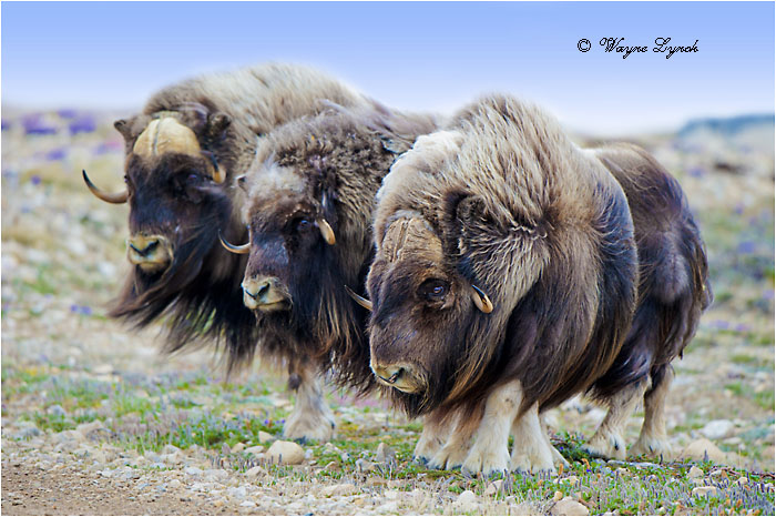 Muskoxen Bulls 140 by Dr. Wayne Lynch &copy;
