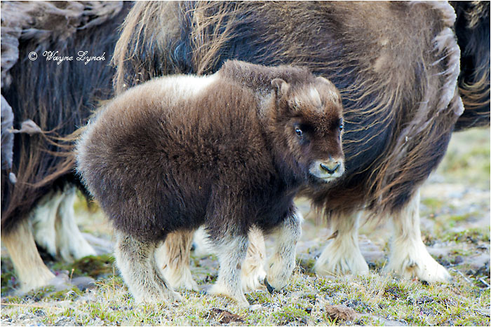 Muskoxen Calf 134 by Dr. Wayne Lynch &copy;