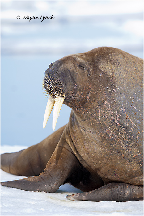 Atlantic Walrus 138 by Dr. Wayne Lynch &copy;