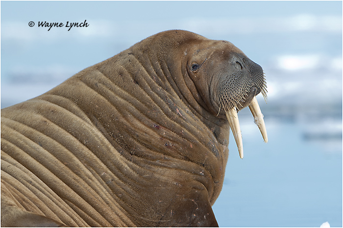 Atlantic Walrus 142 by Dr. Wayne Lynch &copy;