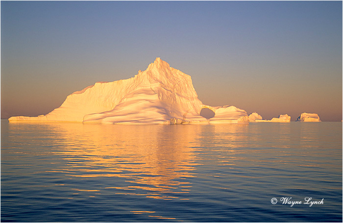 Greenland 102 by Wayne Lynch &copy;