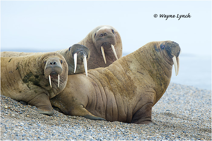 Atlantic Walruses152 by Dr. Wayne Lynch &copy;