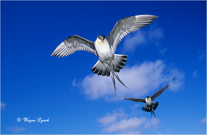 Long-tailed Jaeger 101 by Wayne Lynch &copy;