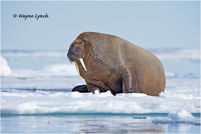Atlantic Walrus 148 by Dr. Wayne Lynch 