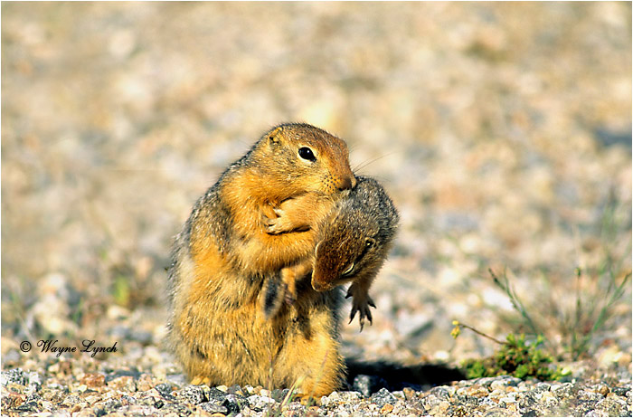 Arctic Ground Squirrel 102 by Wayne Lynch &copy;