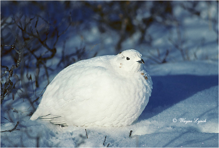 Willow Ptarmigan 105 by Wayne Lynch &copy;