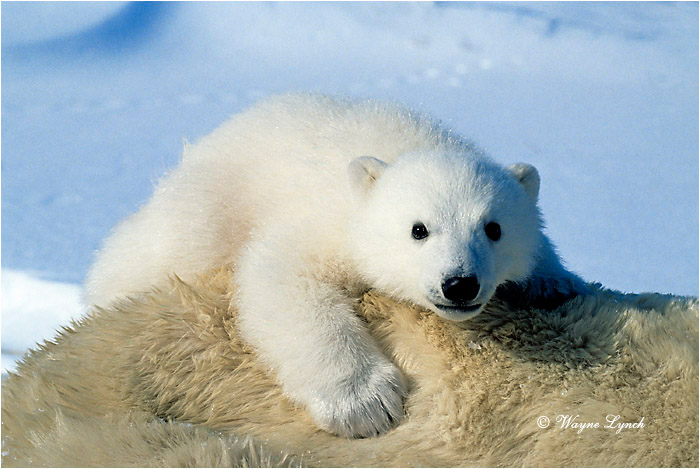 Polar Bear 148 by Wayne Lynch &copy;