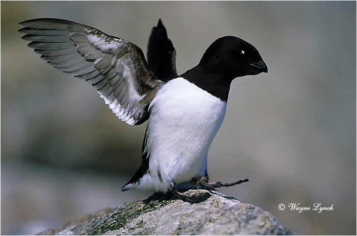 Dovekie 101 by Wayne Lynch &copy;