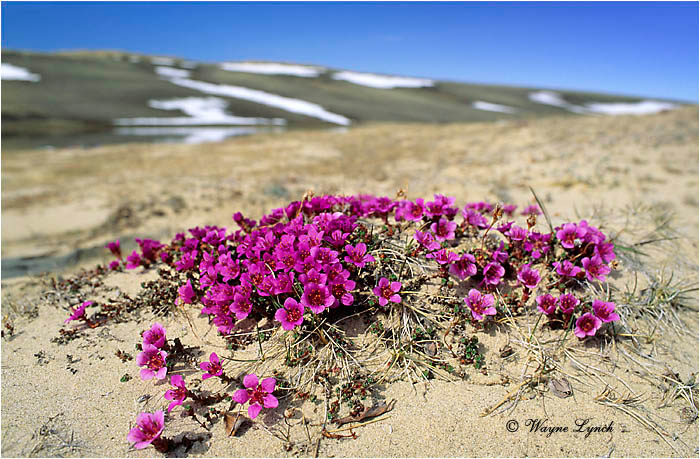 Purple Saxifrage 101 by Wayne Lynch &copy;