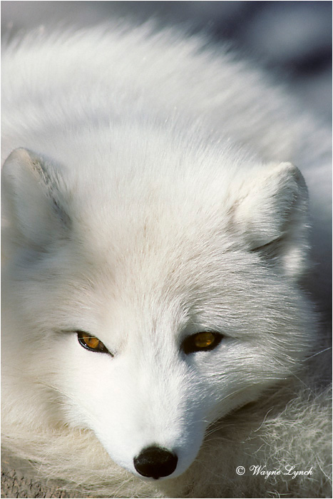 Arctic Fox-112 by Wayne Lynch &copy;