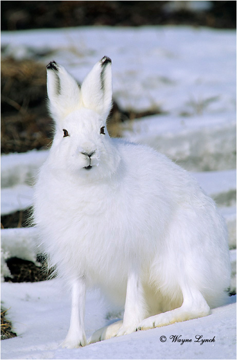 Arctic Hare-101 by Wayne Lynch &copy;