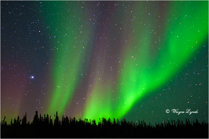 Aurora Borealis by Dr. Wayne Lynch &copy;