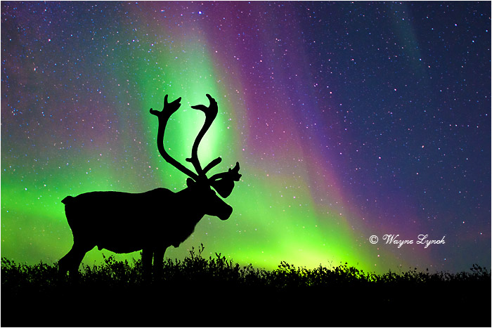 Caribou Bull & the Northern Lights by Dr. Wayne Lynch &copy;